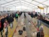Expoziţie de păsări de rasă, la târgul de produse ecologice de la ASAS