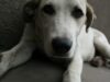 Mesajul Zilei Internaţionale a Animalelor fără Stăpân: Fii om cu animalele