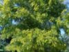 Voluntarii Ţării lui Andrei plantează 10.500 de copaci în judeţul Giurgiu Voluntarii Ţării lui Andrei plantează 10.500 de copaci în judeţul Giurgiu