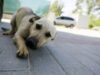 Campania "Fii om cu animalele" debutează la Timişoara de Ziua mondială a animalelor fără stăpân Campania "Fii om cu animalele" debutează la Timişoara de Ziua mondială a animalelor fără stăpân