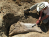 Cercetătorii au descoperit fosile ale celui mai mare dinozaur din America Cercetătorii au descoperit fosile ale celui mai mare dinozaur din America