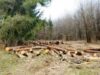 Sătenii din Bicaz-Chei s-au trezit luni dimineață în zgomotul utilajelor aduse să taie arbori din pădurea comunei