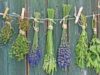 Puterea medicinei alternative: plantele pot avea calităţi vindecătoare sau distrugătoare Puterea medicinei alternative: plantele pot avea calităţi vindecătoare sau distrugătoare