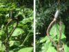 Un paianjen gigantic de lemn, a carui marime ajunge pana la 7 cm, a anihilat un sarpe de o jumatate de metru