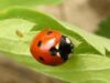 Buburuza6 Solutie inedita ca sa scape de daunatori fara sa foloseasca insecticide