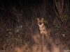 Golden jackal at night in Eastern Romania Studiu: Preferintele de habitat ale sacalului auiru in Europa