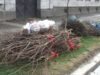 Curatenie-primavara1 Lugojenii au aruncat peste 2 tone de deşeuri vegetale cu ocazia curăţeniei de primăvară