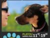 afis targ de adoptii Targ de Adoptii - Baimarenii pot face adoptii, de Ziua Internationala a Animalelor fara Stapan