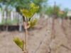 Numărul fermierilor care activează în sistemul ecologic ar putea ajunge la 20.000
