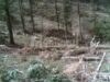 arbori parcul calimani În zona de protecţie a Parcului Naţional Călimani, zeci de arbori au fost tăiaţi ilegal din pădure