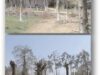 De câteva săptămâni, sub pretextul „cosmetizării”, a început mutilarea arborilor la Târgoviște De câteva săptămâni, sub pretextul „cosmetizării”, a început mutilarea arborilor la Târgoviște