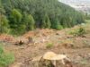 În ultimii 20 de ani, aproape jumătate din pădurile Maramureşului au fost retrocedate şi unele „rase” cât timp sentinţele erau încă calde