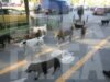 Primăria Sectorului 2 castrează gratuit câinii din zona centrală a Capitalei
