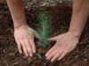 impadurire 250 de voluntari din Ciorani alături de angajaţi ai Direcţiei Silvice Prahova şi ai primăriei participa la împădurirea a 23 de hectare