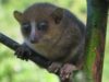 Microcebus gerpi sau lemurianul-şoarece Gerp - O nouă specie de primate a fost descoperită în Madagascar