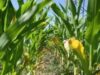 Polonia va interzice complet culturile de porumb modificat genetic Monsanto