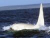 orca Prima orcă albă adultă văzută vreodată în sălbăticie