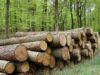 Fondul forestier apărat de poliţişti