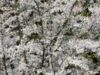 Primăvara şi-a intrat în drepturi Primăvara şi-a intrat în drepturi