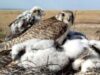 Societatea Ornitologica Romana monteaza cuiburi artificiale pentru a salva soimul dunarean, specie pe cale de disparitie