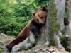 Vânătorii bogaţi din Occident sunt atraşi de oferta cinegetică a României