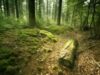 Pădurea Verde, între a rămâne sălbatică sau a deveni loc de agrement pentru timișoreni