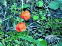 603-03marul_lupului