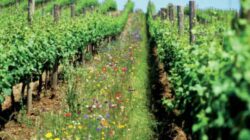 Romania, intre primii 15 exportatori mondiali de materii prime ecologice