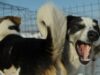 O asociatie din Marea Britanie, cheltuieşte 200 de lire pentru fiecare câine vagabond pe care îl adopta din România