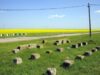 România, lider în sud-estul Europei pe agricultura ecologică