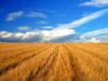 Mulţi europeni vin să-şi înfiinţeze exploatări agricole în România, în special prin agricultura ecologica