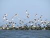 biodiversitate delta Ziua Internaţională a Biodiversităţii 2012, sarbatorita cu tema "Biodiversitatea Marină"