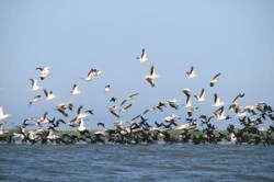 Ziua Biodiversitatii, sarbatorita miercuri la nivel international