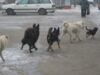 Asociaţia Pentru Protecţia Animalelor Puffi Carei organizează în data de 7 mai o acţiune de sterilizare a maidanezilor din oras