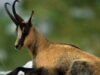 Capra neagră din Abruzzo, Camoscio Appenninico