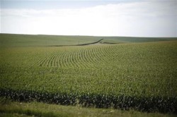 corn field dow1