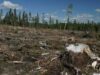Cătălin Nechifor acuză PDL-ul pentru dezastrul forestier din Suceava