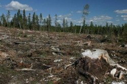 Petrom defriseaza hectare de padure pentru foraje de explorare
