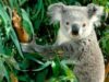 Guvernul australian a listat koala drept specie ameninţată din cauza schimbărilor climatice, bolilor şi pierderii habitatului