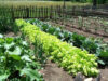 Agricultură ecologică: să scăpăm de dăunători prin asocieri de plante