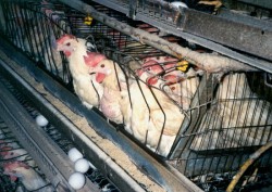 animale de ferma