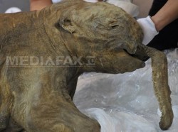 mamut