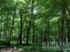 Trei sferturi dintre ariile naturale protejate din judeţul Hunedoara nu au, de câţiva ani, un custode care să se ocupe de administrarea acestora