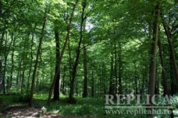 Trei sferturi dintre ariile naturale protejate din judetul Hunedoara nu au, de cativa ani, un custode care sa se ocupe de administrarea acestora