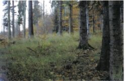 paduri