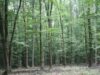 paduri Potrivit datelor Institutului Naţionale de Statistică, suprafaţa fondului forestier a crescut cu 0,1% in 2011