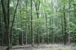 Magnatul Holzindustrie Schweighofer a pus ochii si pe „aurul verde" al Tinutului Secuiesc