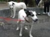 “ProAnimals” organizează un târg de adopţii la Târgu-Jiu