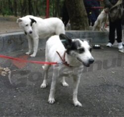 “ProAnimals” organizeaza un targ de adoptii la Targu-Jiu