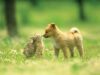 În anotimpul cald, animalele de companie necesită o atenţie specială